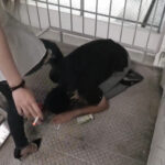 S級美女のM男いじめ！ドSギャル優様＆LIZ様の官能プレイ